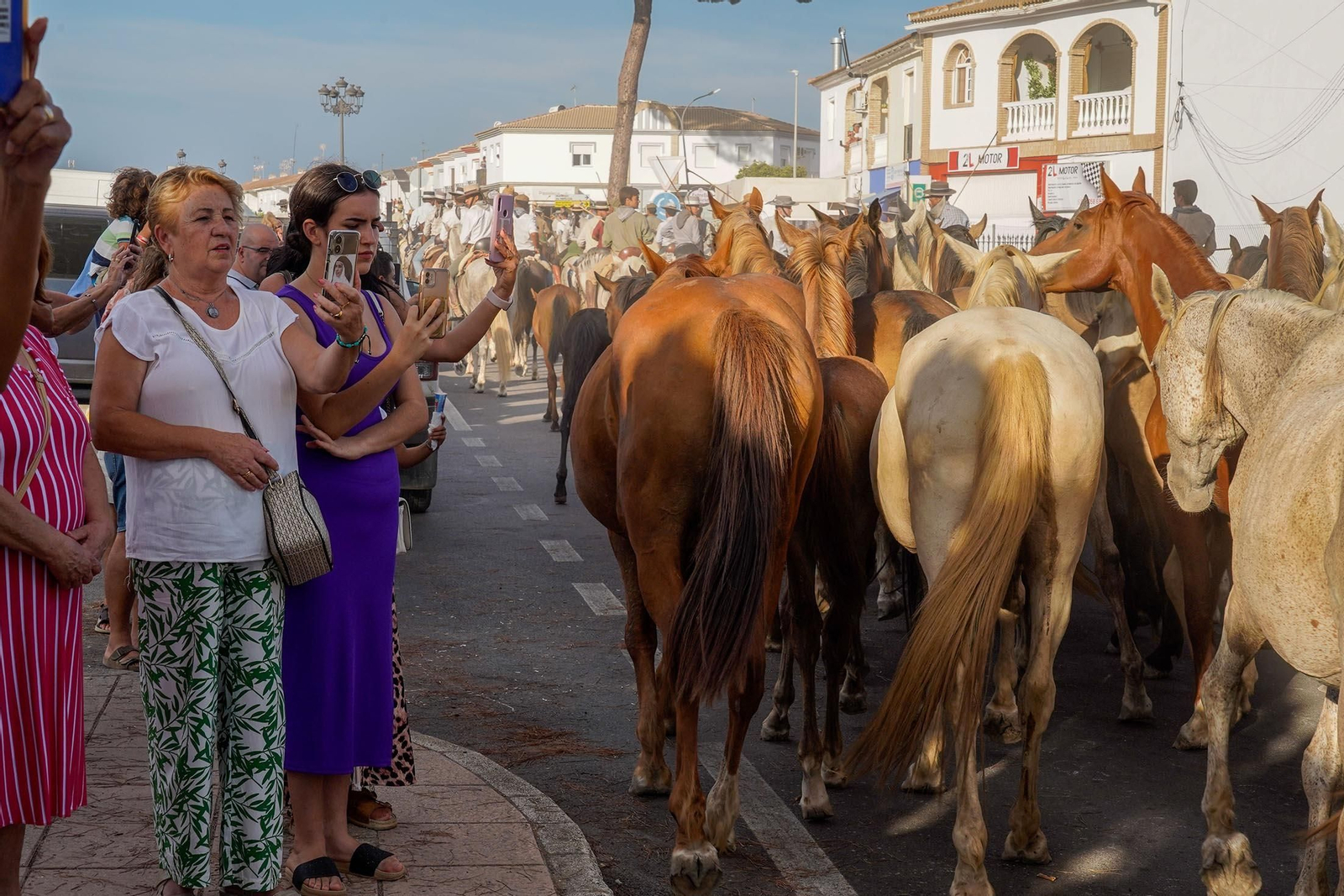 Las imágenes más destacas de la recogida de las yeguas en Hinojos
