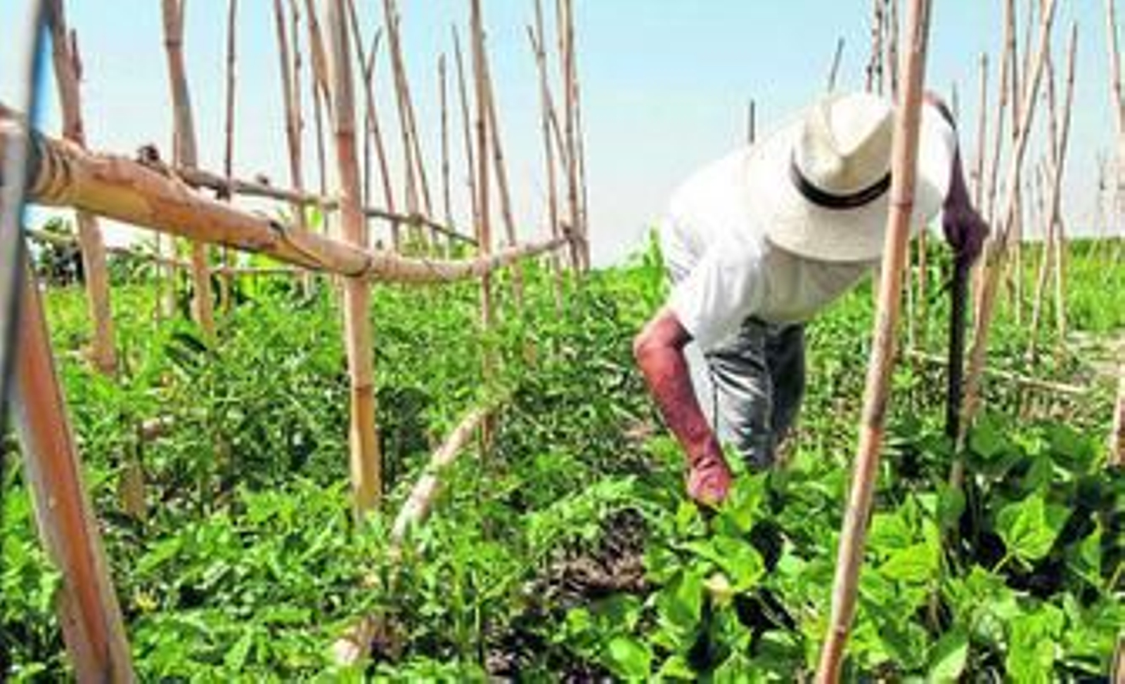 Imagen de uno de los agricultores que tiene alquilado un huerto a la empresa Deocio Granada.