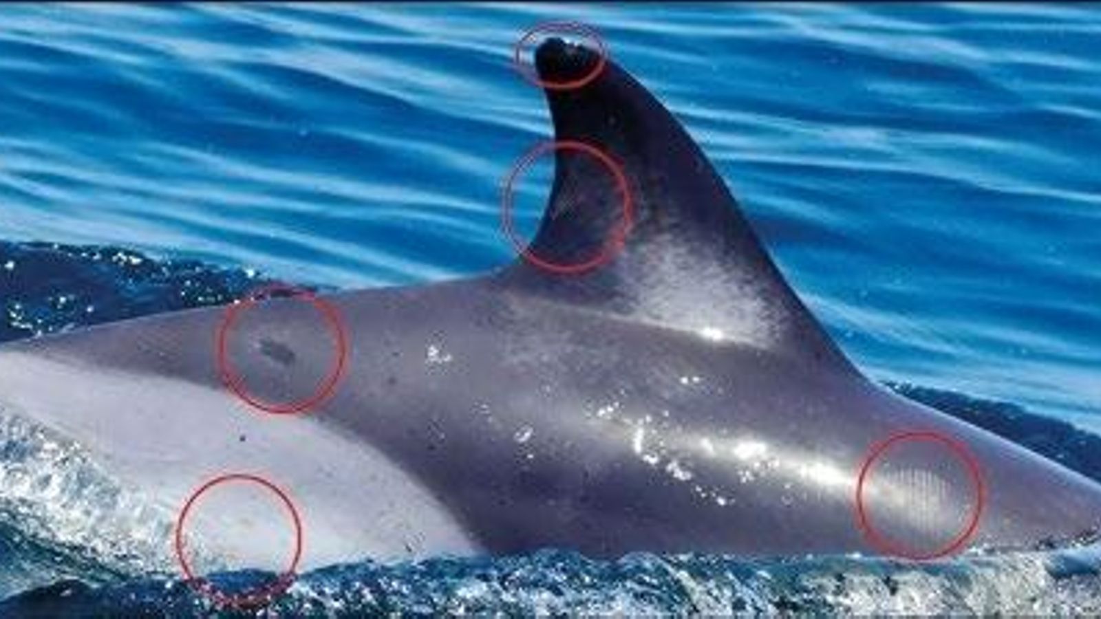 Ejemplar de 'D. delphis' con caracteres  secundarios para la foto-identificación. Este individuo  presenta marcas de rastrillo, parásito y manchas naranjas  que indican la presencia de diatomeas.