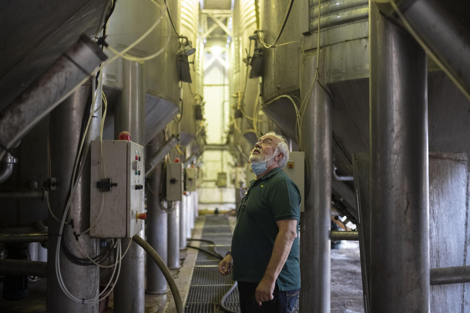 Imágenes de la vendimia en el Condado de Huelva