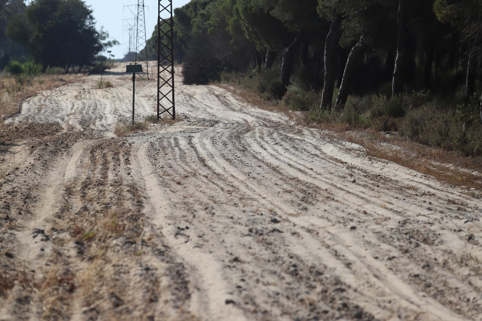 Imágenes del estado en el que se encuentran los caminos del Rocío para la Romería 2023