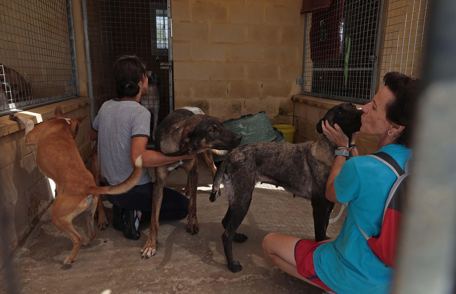 Imágenes de la protectora de animales del Campo de Gibraltar en Los Barrios