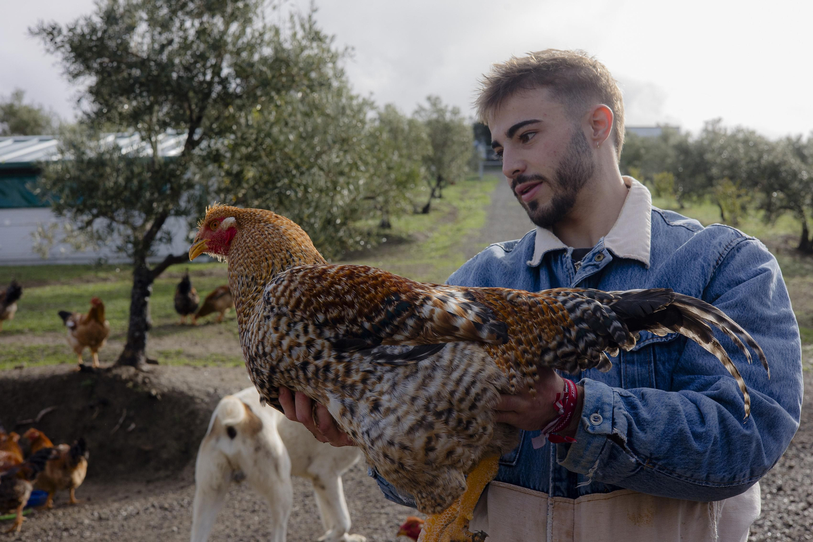 Imágenes de la finca "Loma Verde"; dedicada a la cría de capones y pulardas en libertad.
