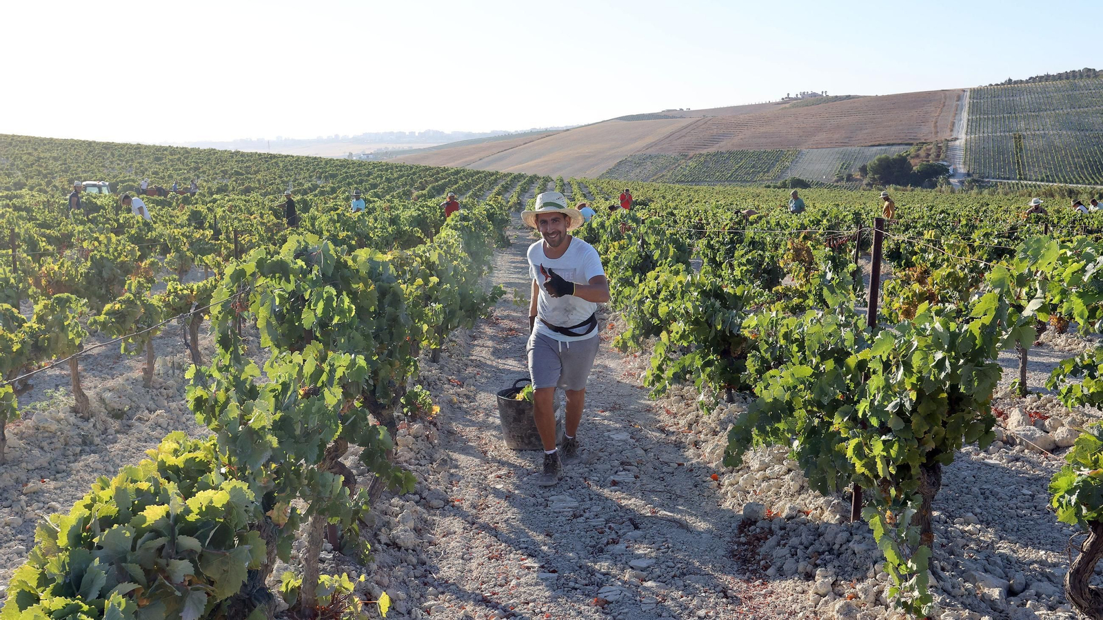 Vendimia a mano en la Viña El Caribe en Jerez