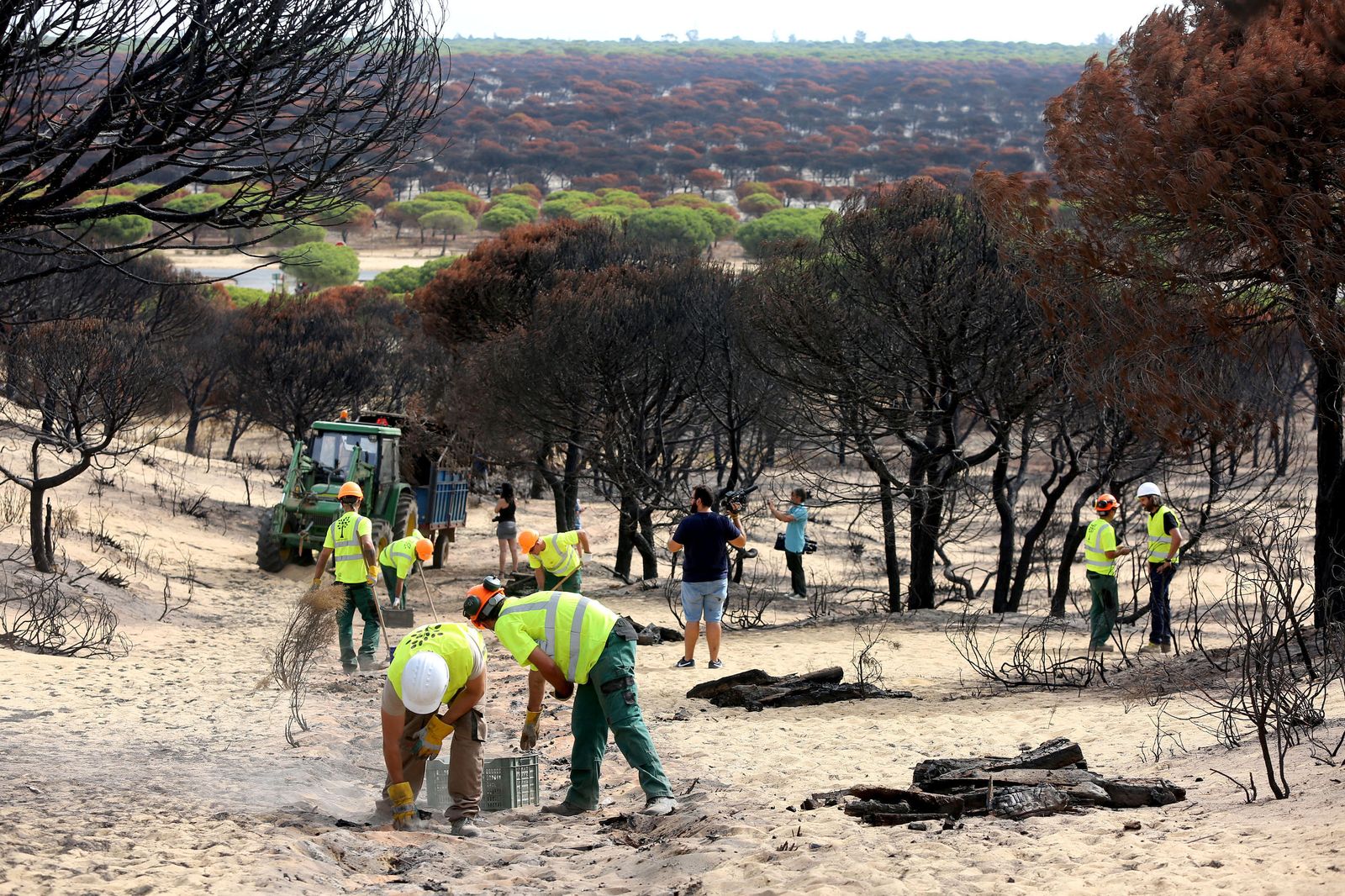 Un grupo de trabajadores agrícolas retiran ayer restos de vegetación quemada en el entorno de Cuesta Maneli.