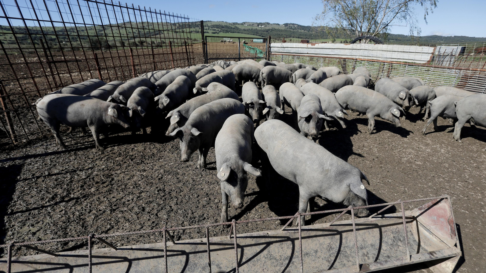 Las fotos de los cerdos 100% ibéricos que se crían en Tarifa