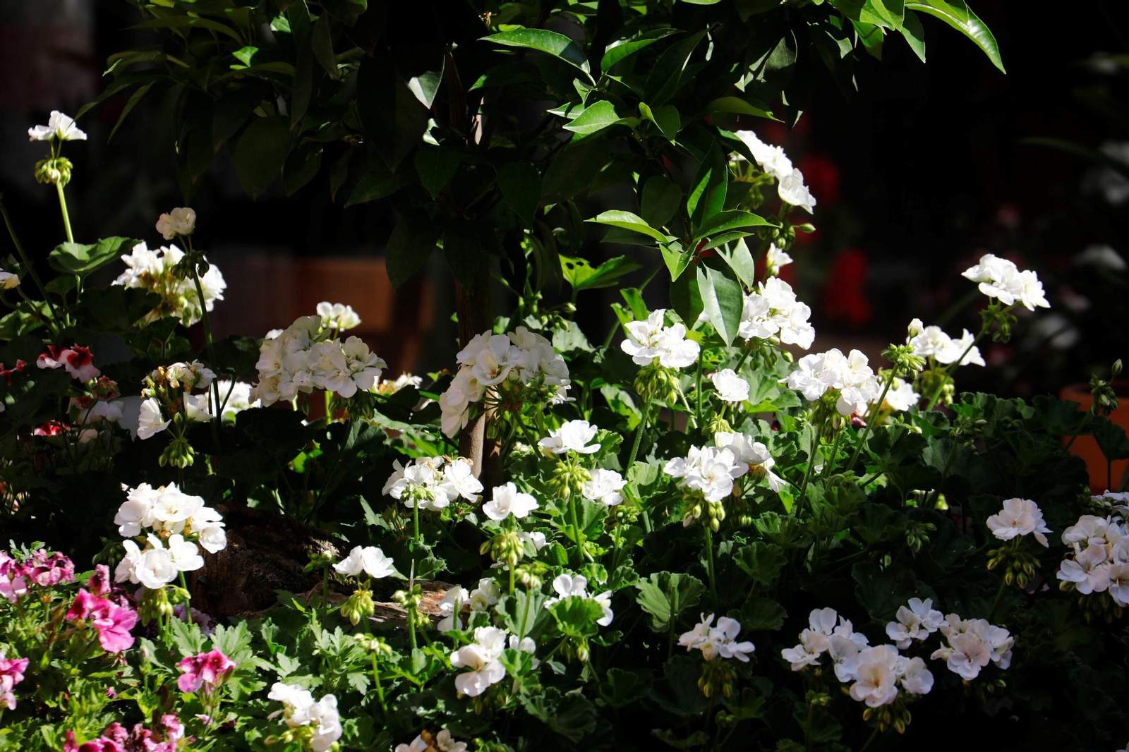 Patio del colegio Nuestra Señora de la Piedad.