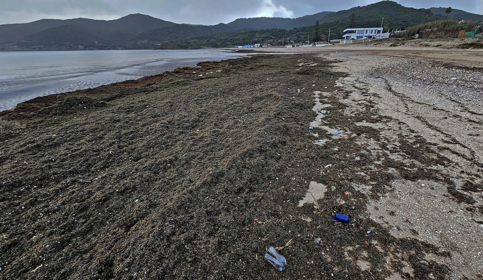 Fotos del nuevo arribazón de alga invasora en la playa de Getares en Algeciras