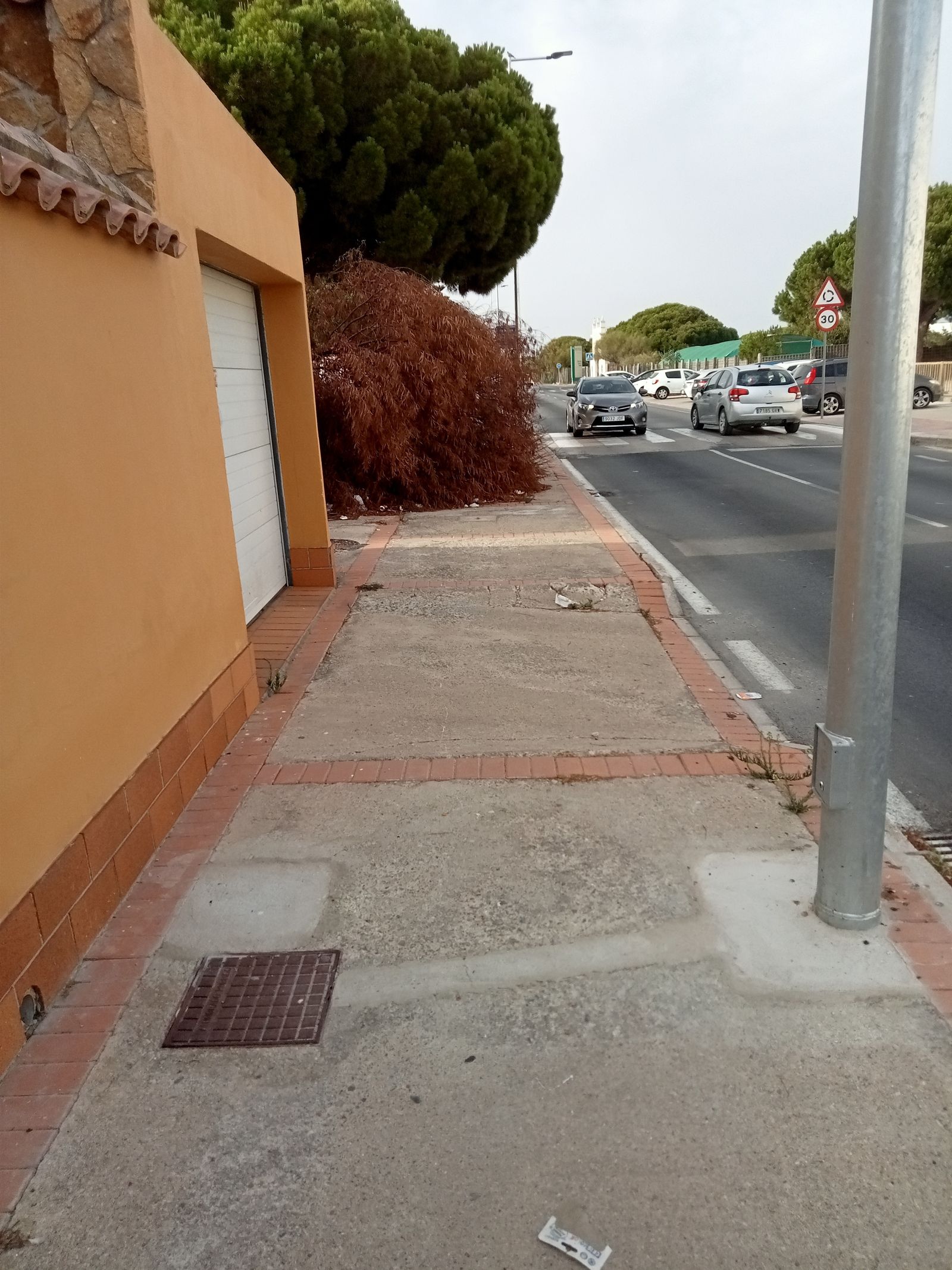 Un árbol seco, caído sobre la acera enfrente de la entrada del Parque de Los Toruños.