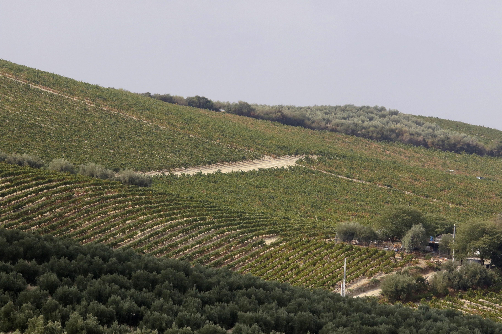 La vendimia en Montilla-Moriles, en fotografías