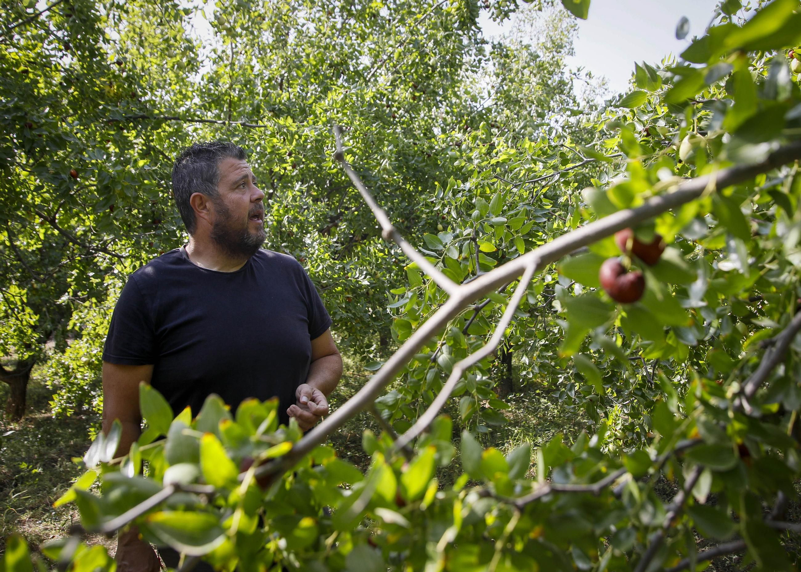 Imágenes del cultivo de azufaifas en Abrucena