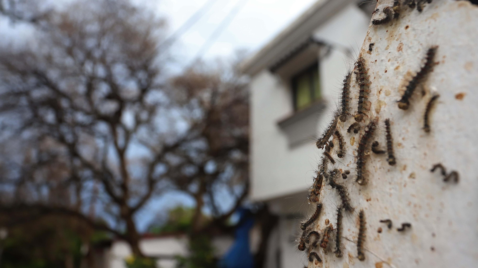 Brote de lagarta peluda en Pelayo