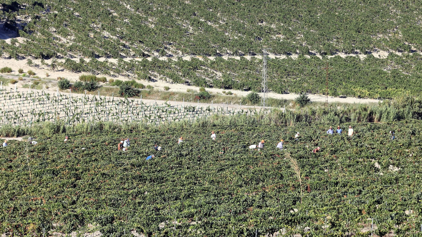 Vendimia a mano en la Viña El Caribe en Jerez