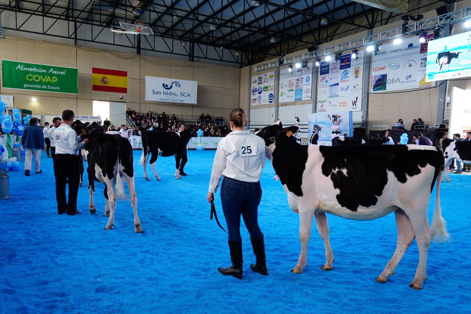 La Feria de Ganado Frisón Usías Holsteins de Dos Torres, en fotografías
