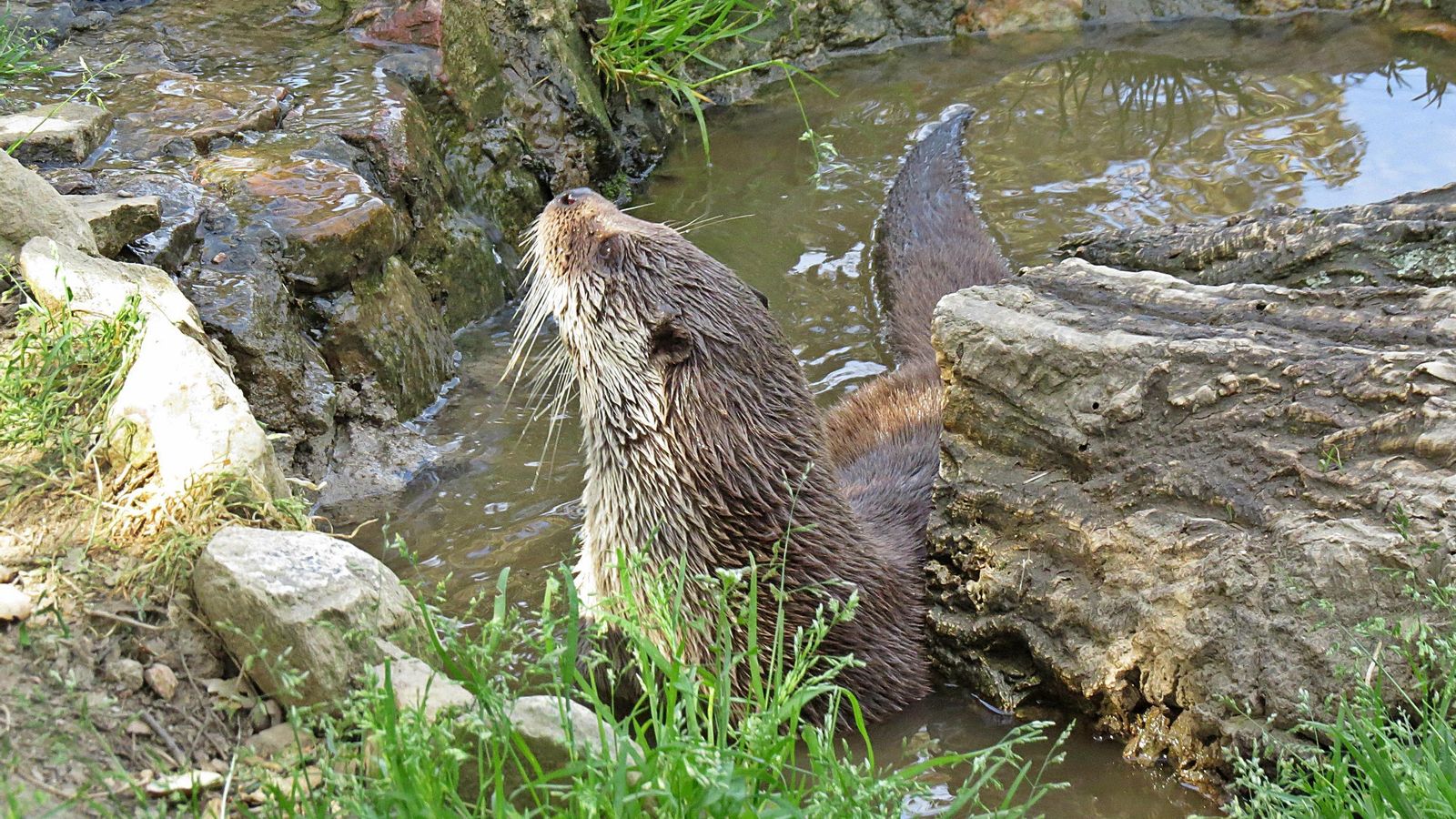 Es el carnívoro ibérico mejor adaptado a la vida en ambientes riparios.