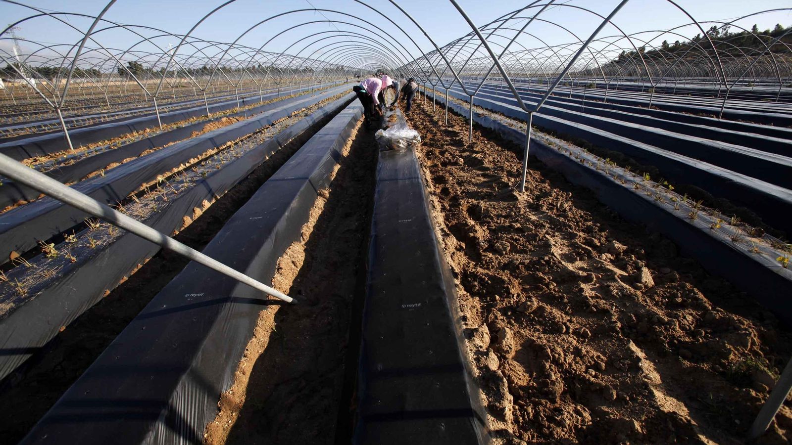 Plantación de fresas en una finca de Gibraleón, esta misma semana