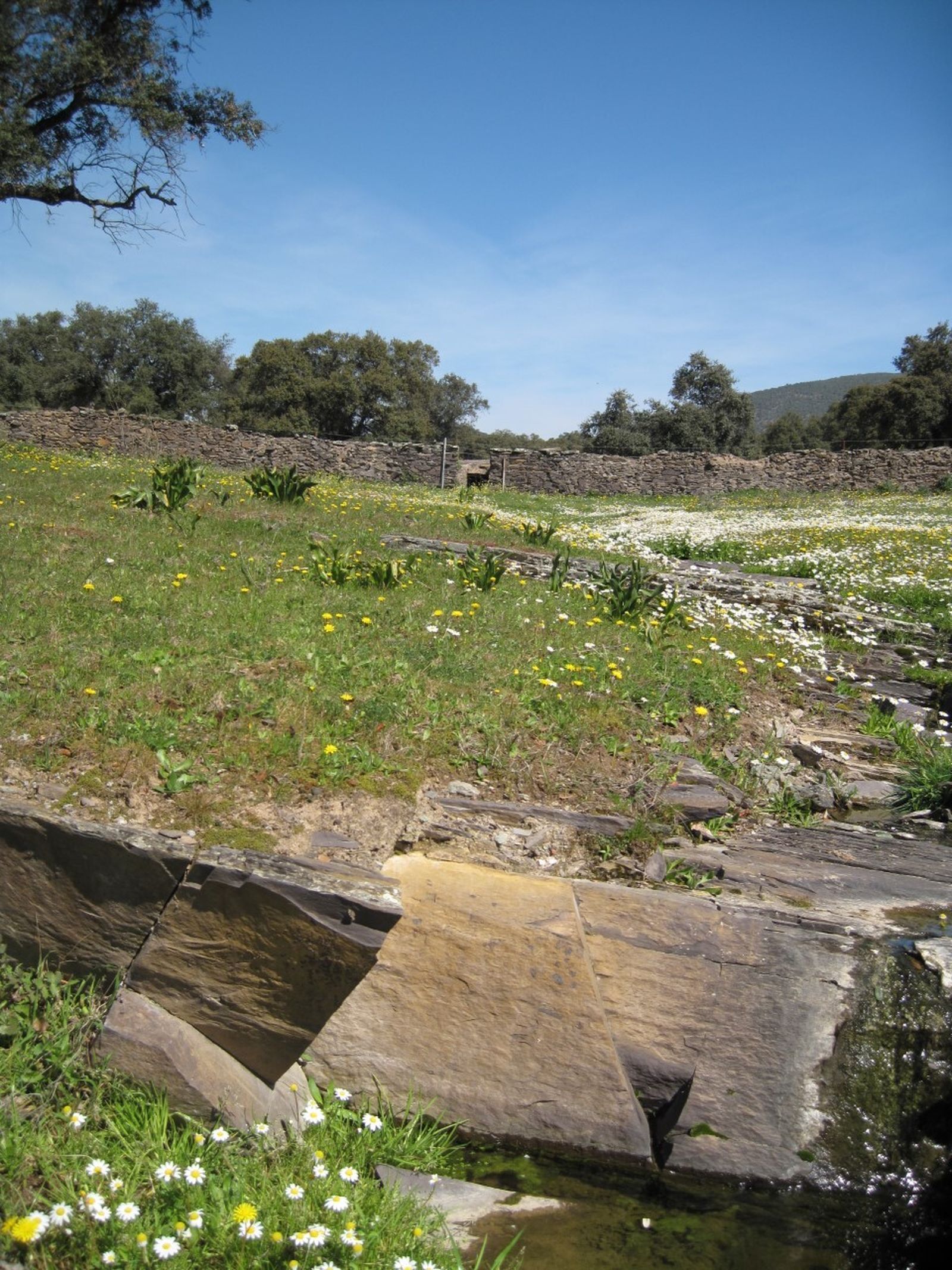 Ecosistemas de Dehesas en la Sierra onubense.