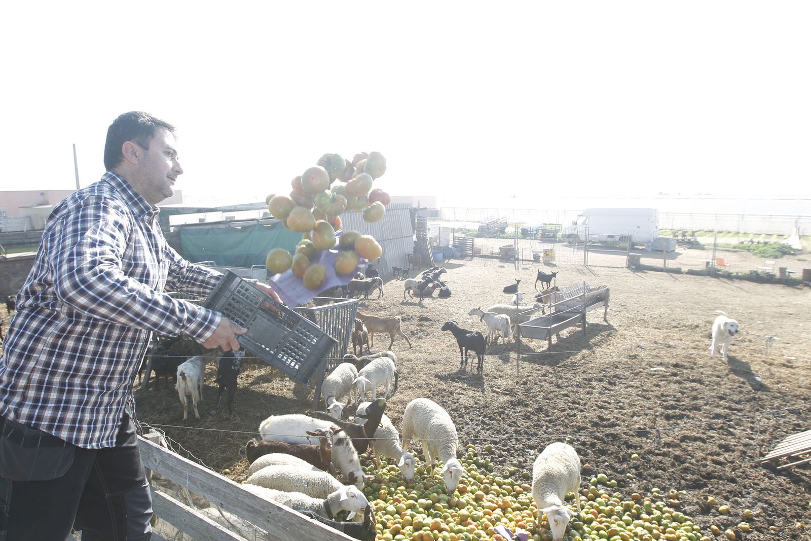Un agricultor tira tomates para ganado cotizado a 0,15 céntimos hace unos días.