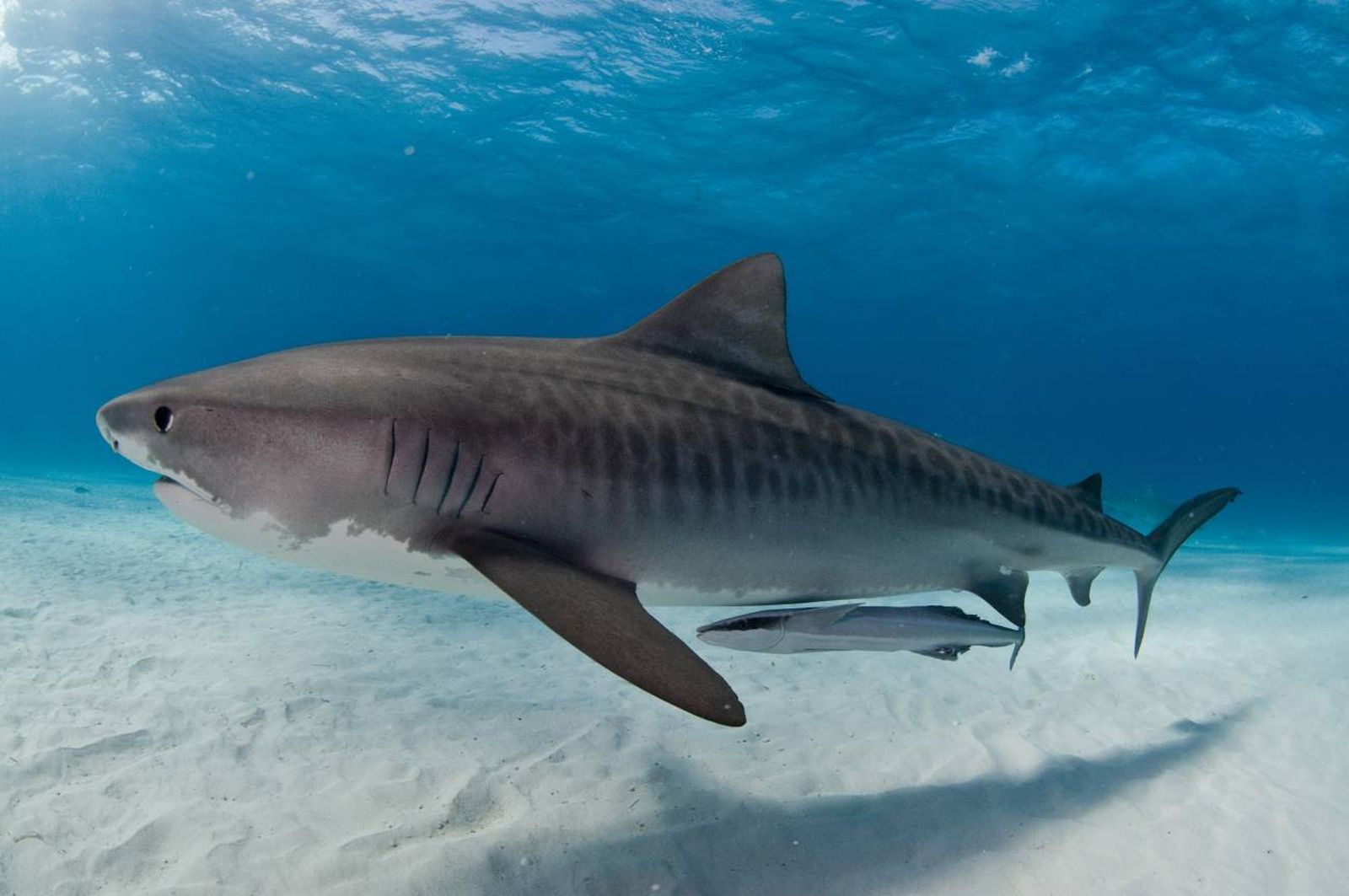 Unos tiburones atacan a un equipo de Netflix mientras rodaban un documental