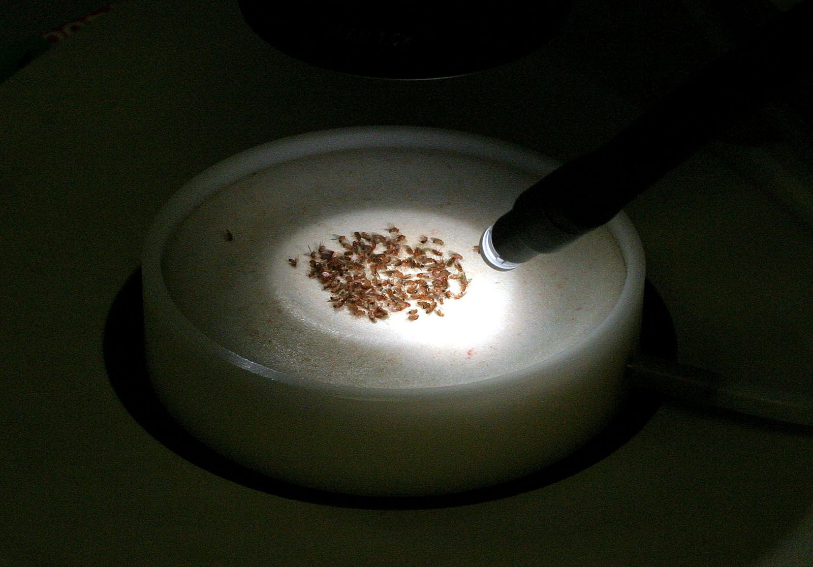 Individuos de la mosca  del vinagre  o de la fruta, la Drosophila melanogaster.