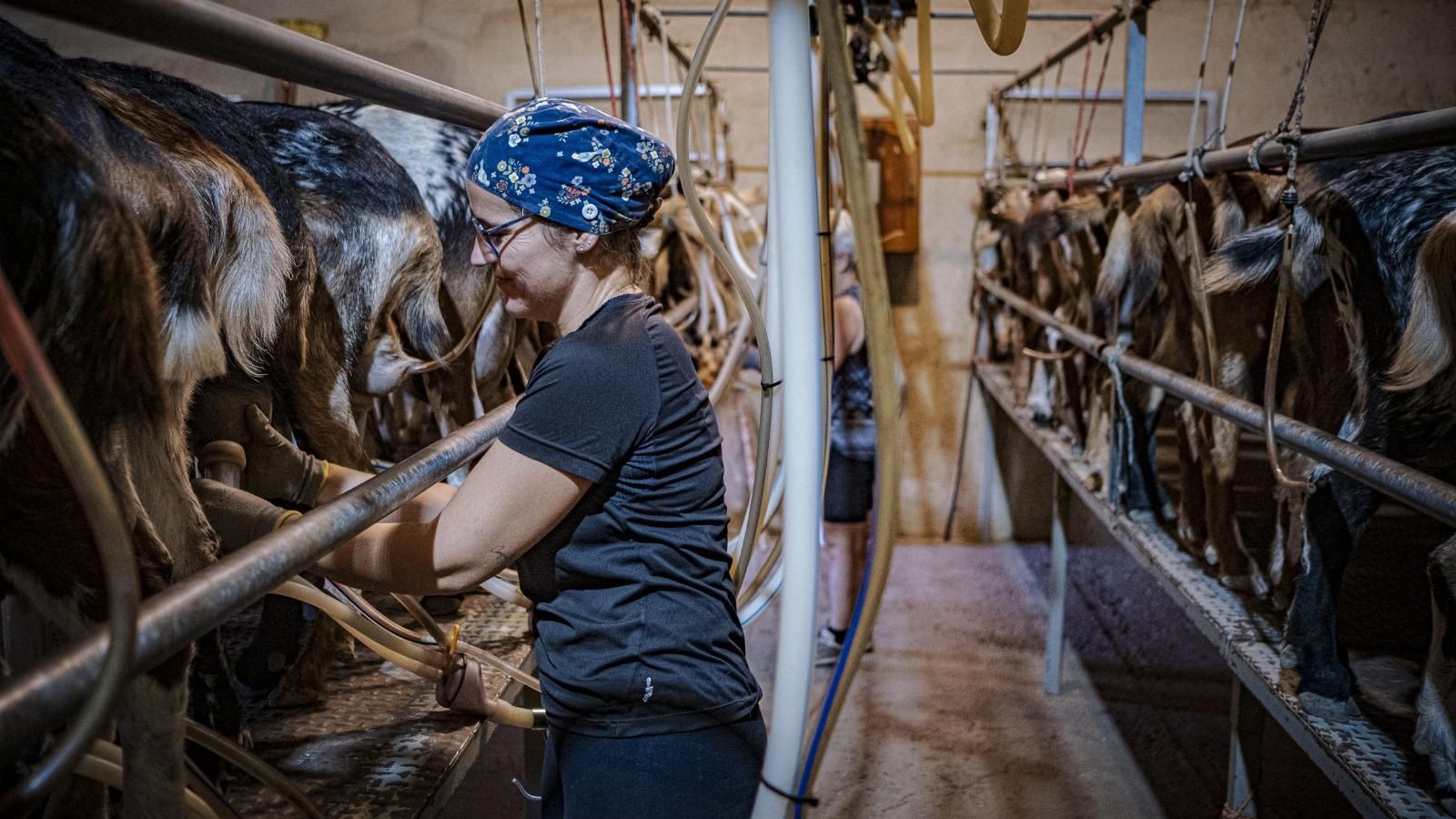 Rita, la hija de Pepe, ordeñando a las cabras payoyas este pasado miércoles.