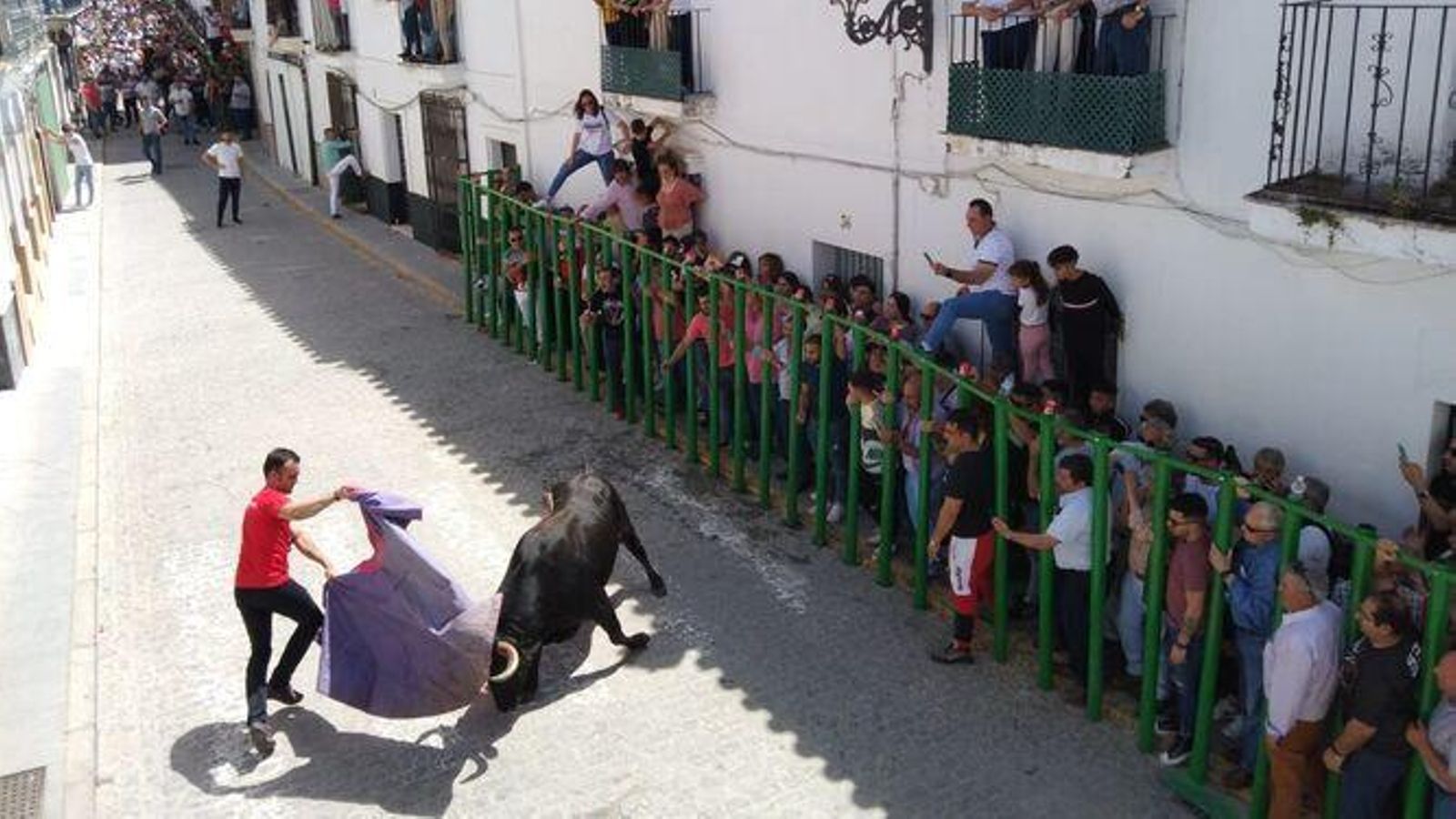 Un aficionado le da un pase a 'Alborotado', segundo Toro del Aleluya, en una imagen de archivo. Un aficionado le da un pase a 'Alborotado', segundo Toro del Aleluya, en una imagen de archivo.