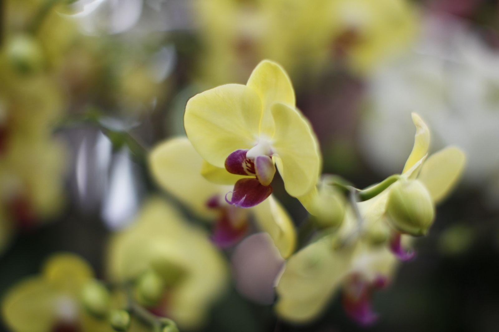 Fotogalería plantas para el Día de la Madre en Suministros Tripiana