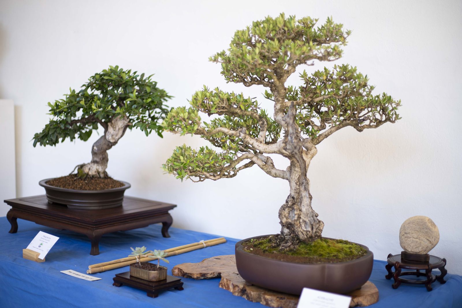 La Exposición de Bonsái de Primavera de Córdoba, en fotografías