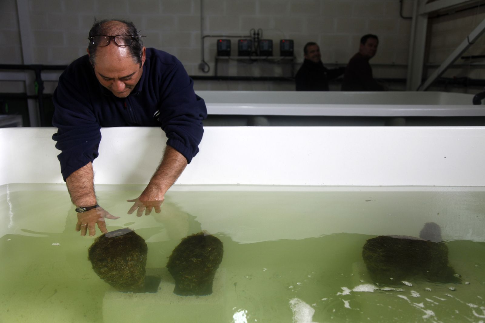 1. Un técnico del Centro Ifapa Agua del Pino deposita los ejemplares. 2. Dos nacras en un estanque con agua marina. 3-4. Imágenes en primer plano de un mejillón gigante.