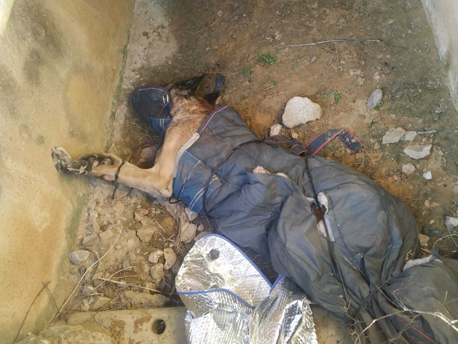 Encuentran en un pueblo de Sevilla a un pastor alemán atado y asfixiado