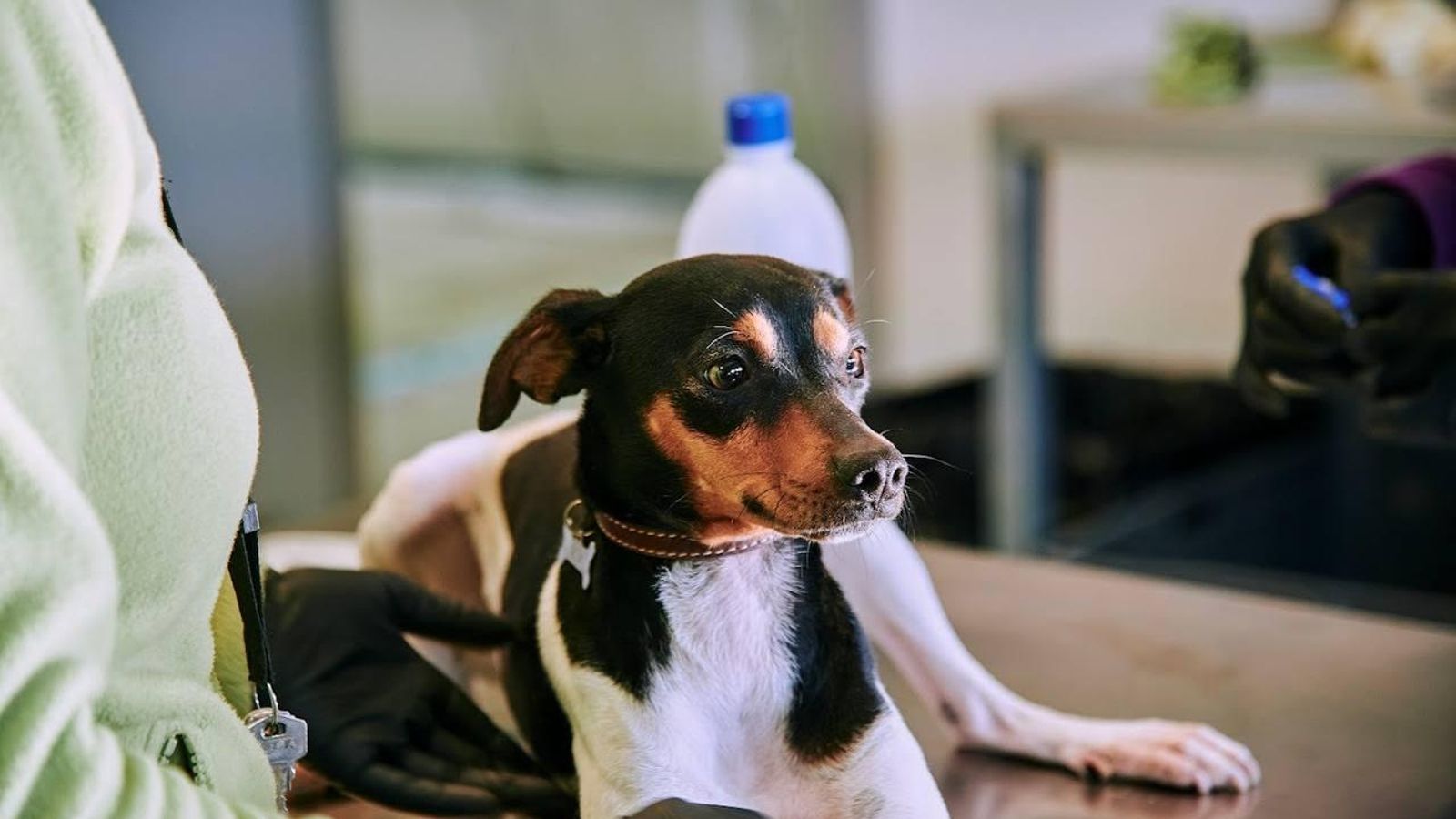 Un perro en adopción en Sadeco.