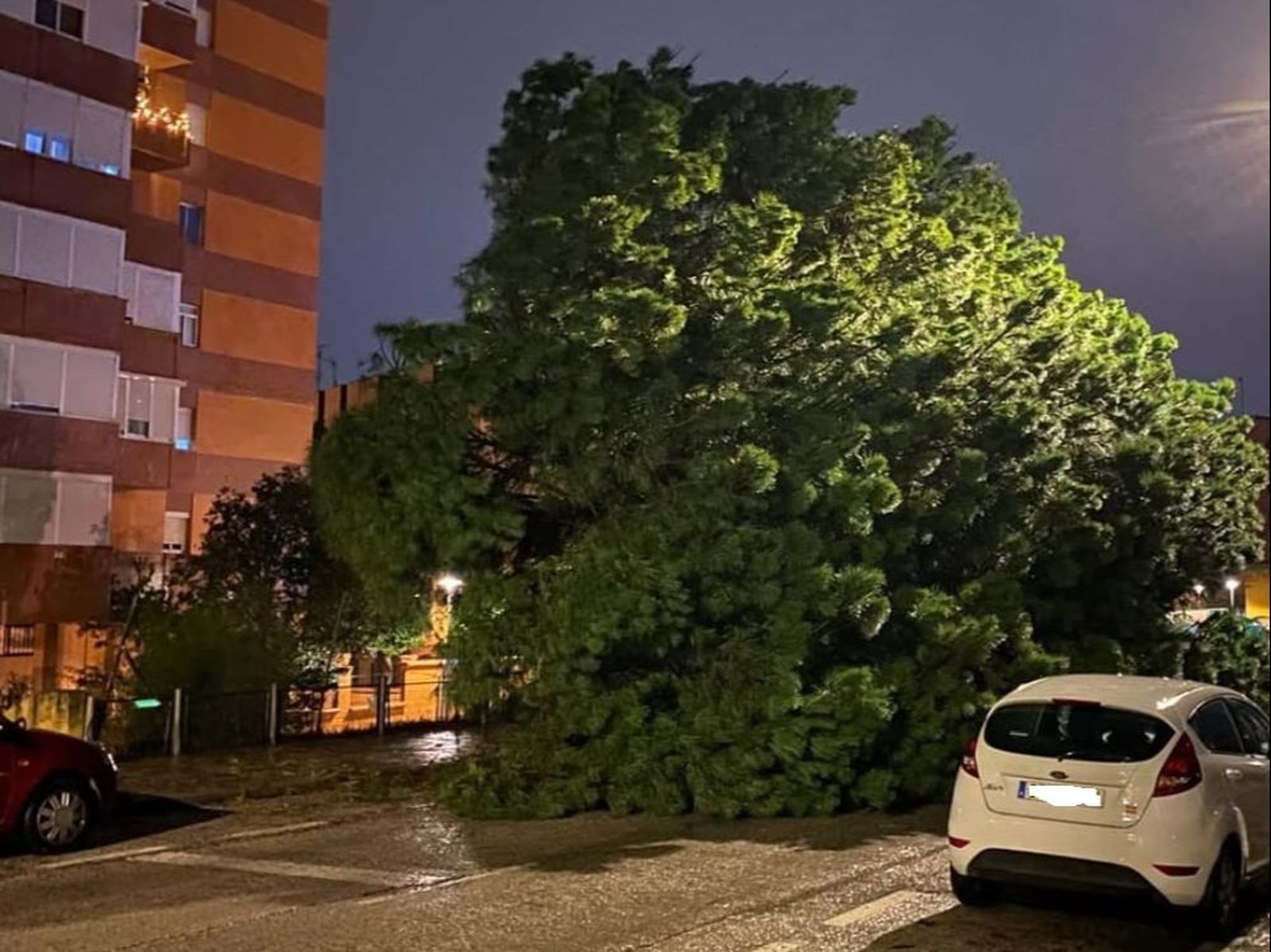 El árbol, junto a un coche.