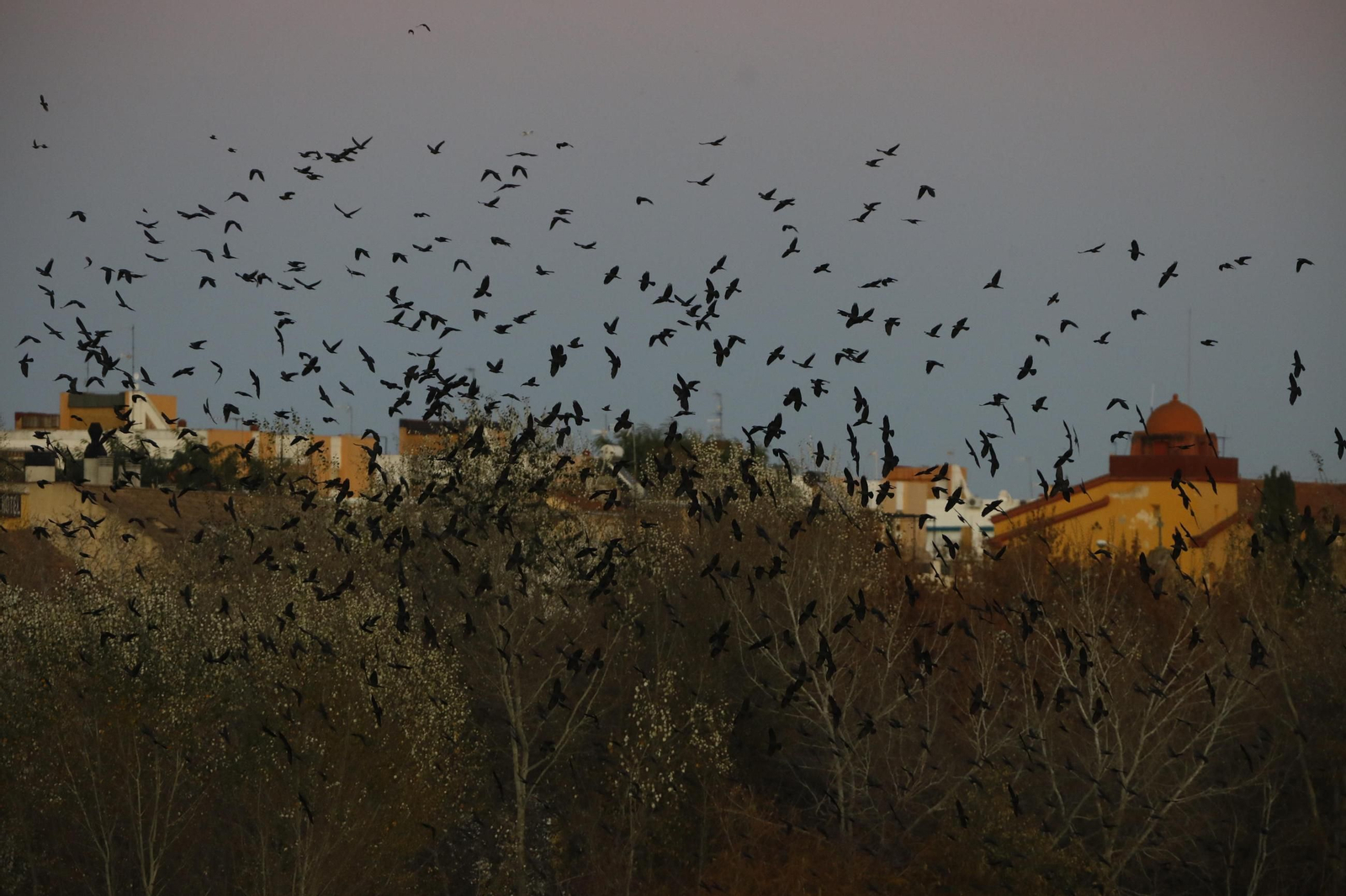 Pájaros en los Sotos de la Albolafia, en Córdoba.