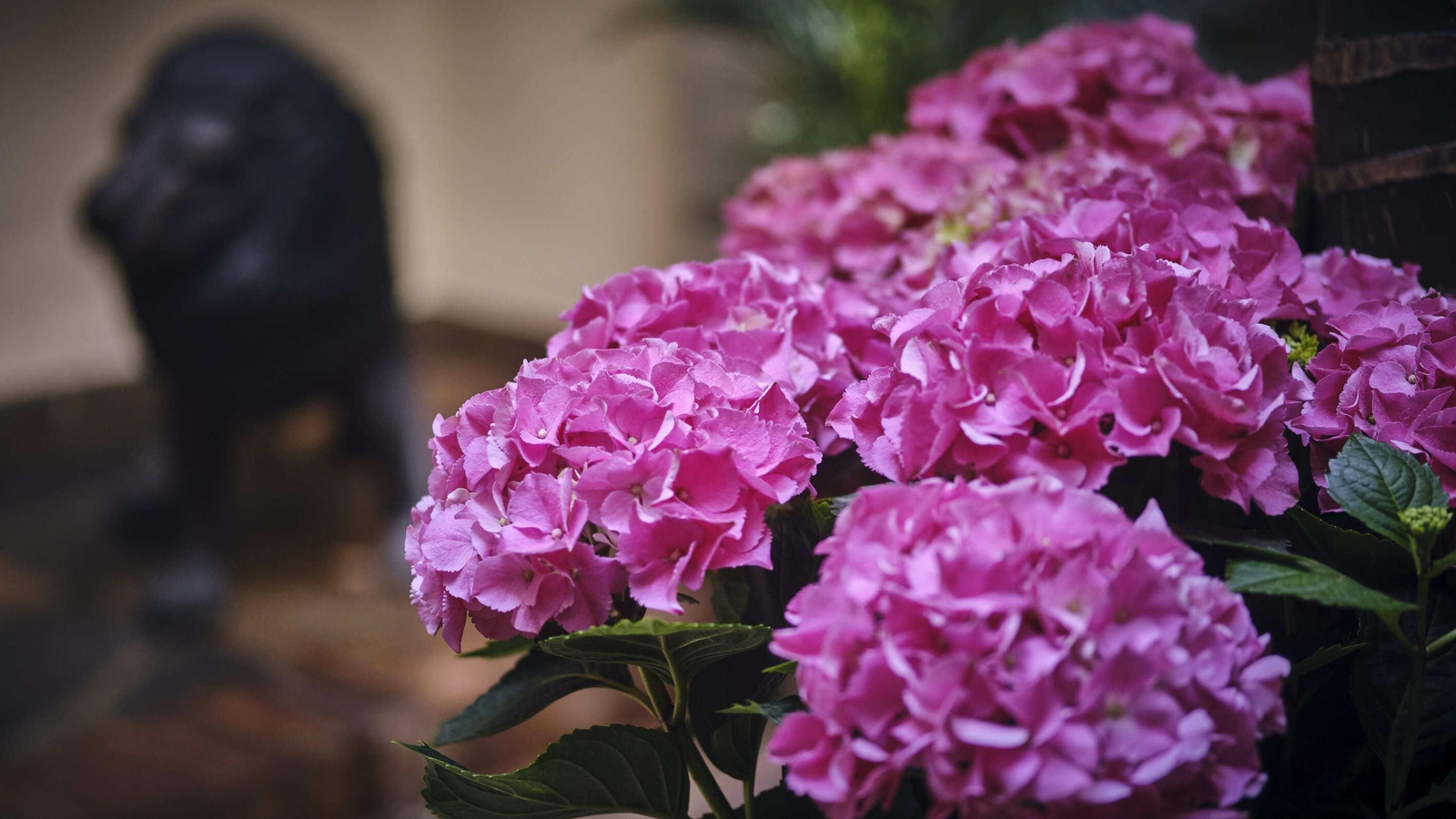 Fiesta de los patios 2023 de El Puerto