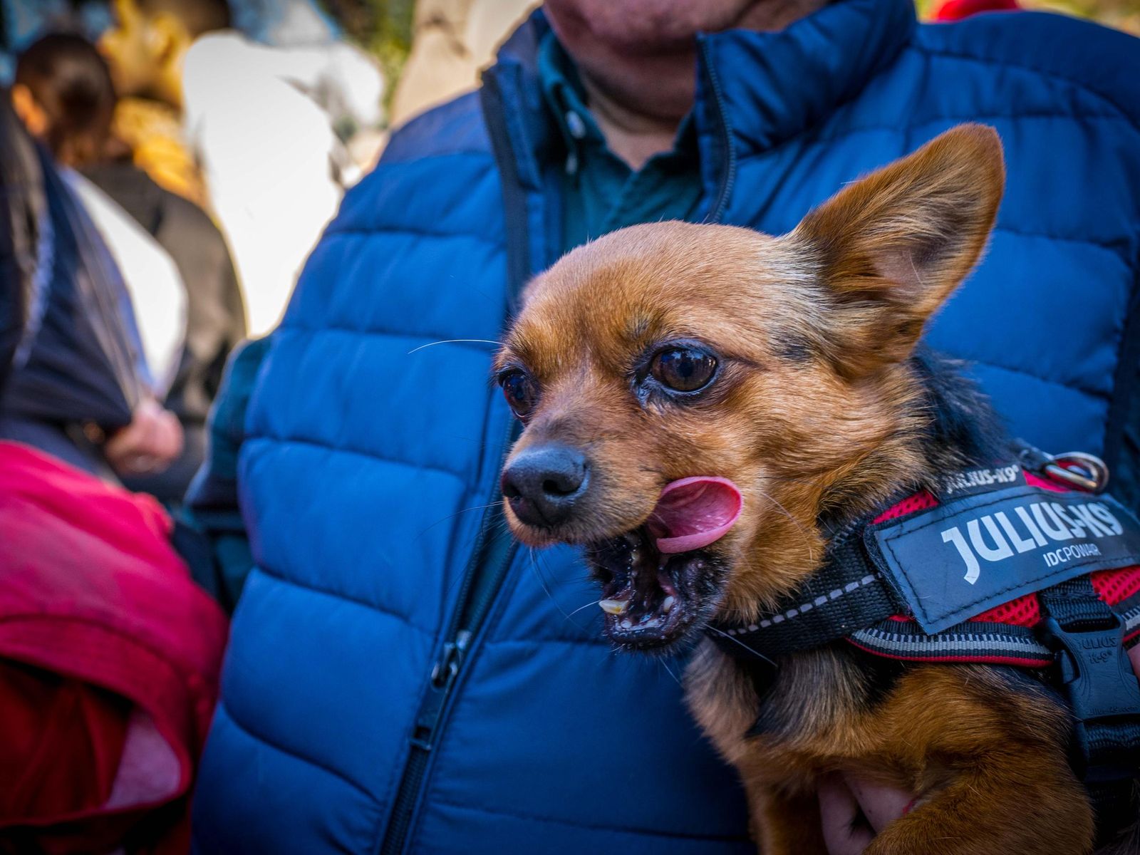 Las imágenes de San Antón 2025 en San Fernando
