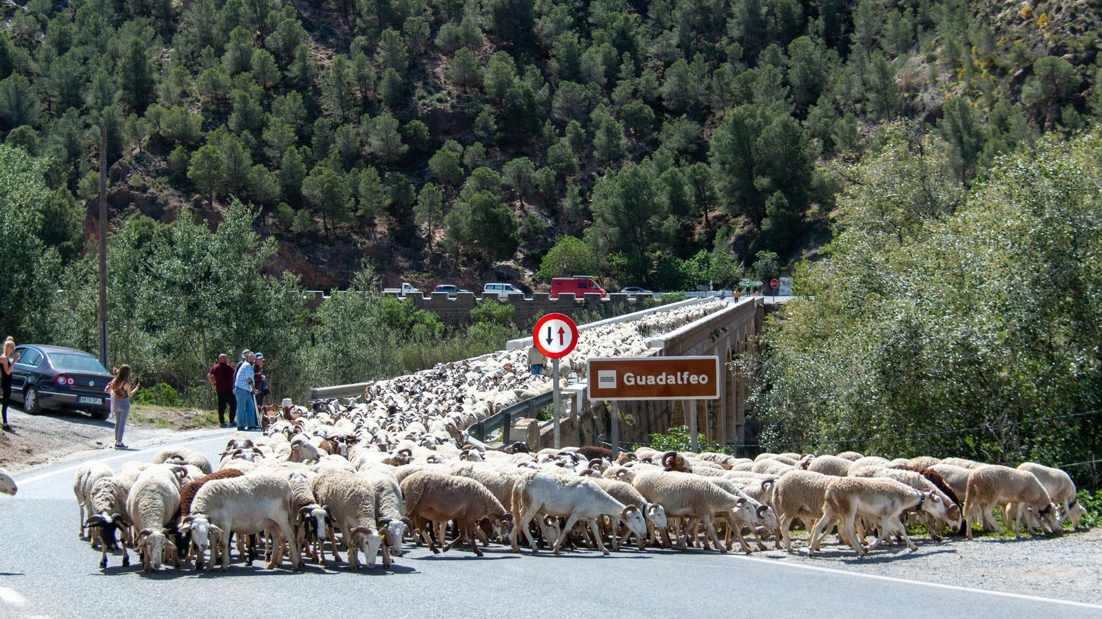 El rebaño a su paso por el puente
