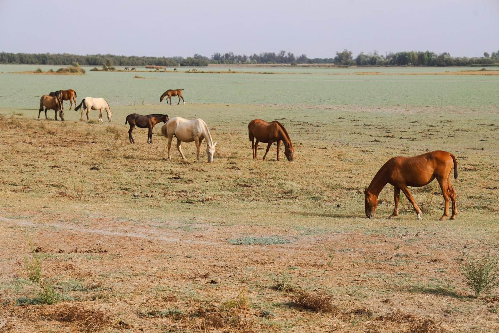 Rocío Chico 2025: Imágenes del acto de Juramento e Imposición de medallas a los nuevos hermanos, último día de triduo y las carreras de cinta a caballo