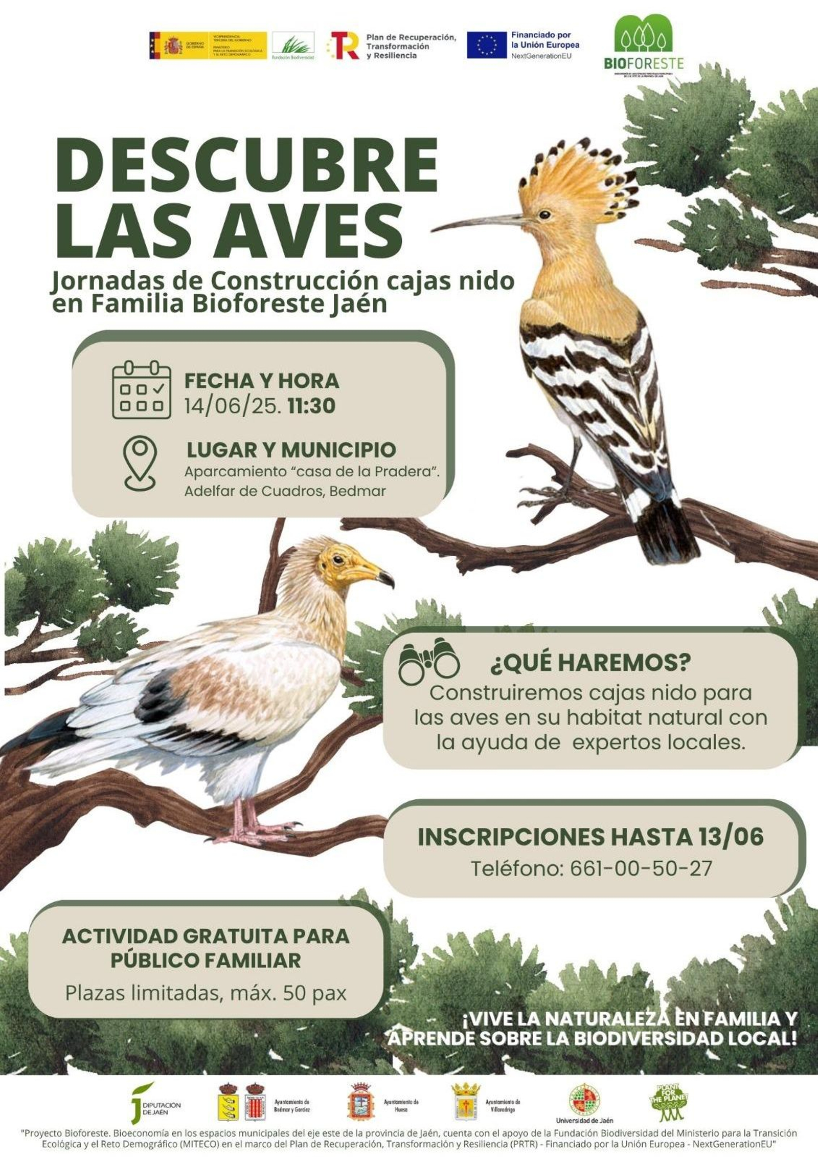 Conoce los tipos de aves y pájaros de Sierra Mágina con esta actividad en familia.
