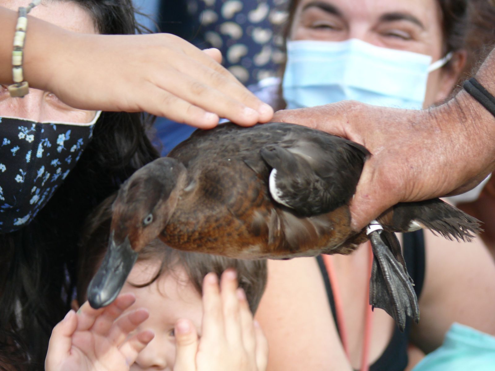 Las imágenes de la suelta de fochas cornudas y porrones pardos