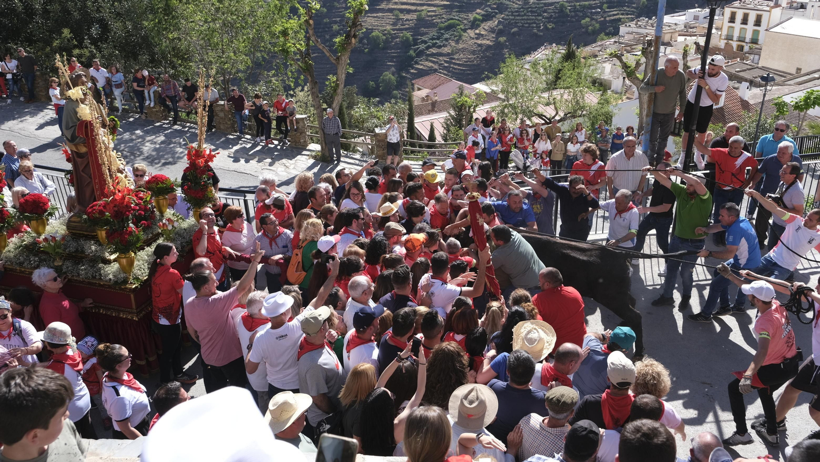 Imágenes de los toros ensogaos y San Marcos, en las Fiestas de Ohanes