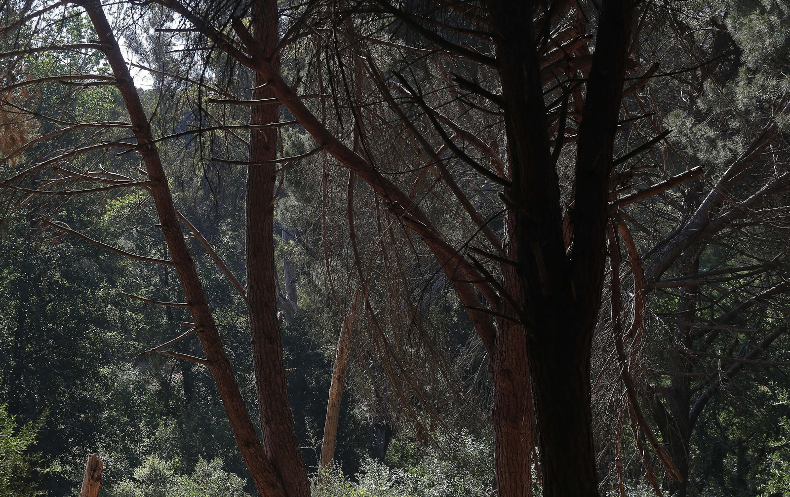 El Pinar del Rey de San Roque, en imágenes
