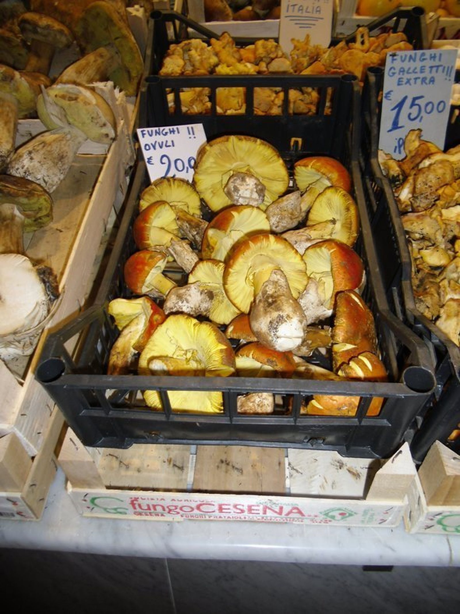 Tanas: Amanita caesarea