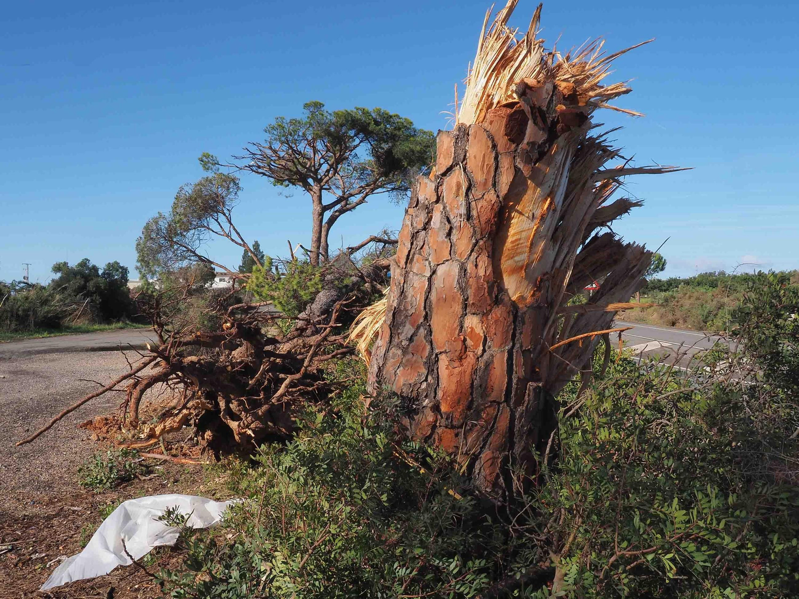 Imágenes de los daños causados por la violenta manga de viento en la provincia de Huelva