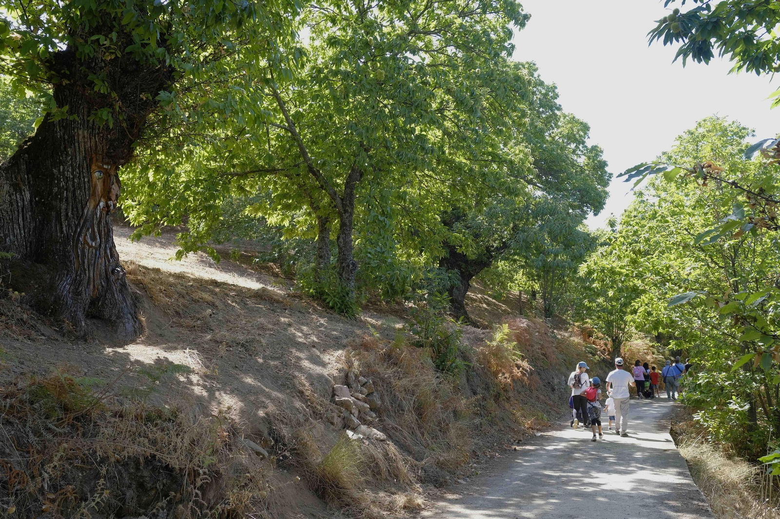 El Bosque Encantado, en fotos