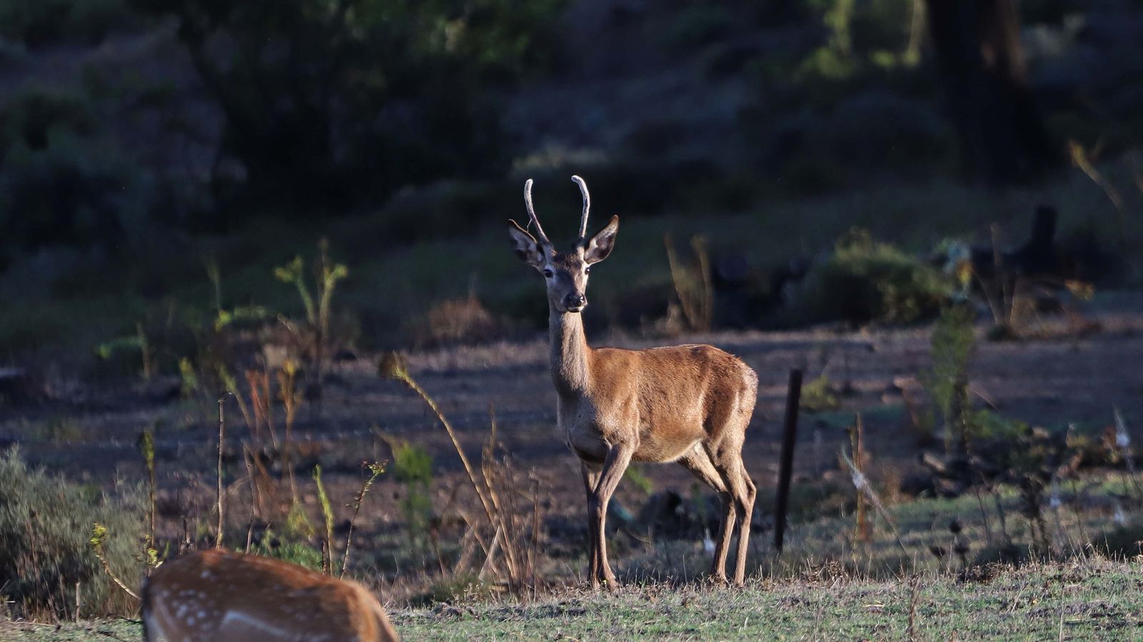 Fotos de la berrea en el Campo de Gibraltar