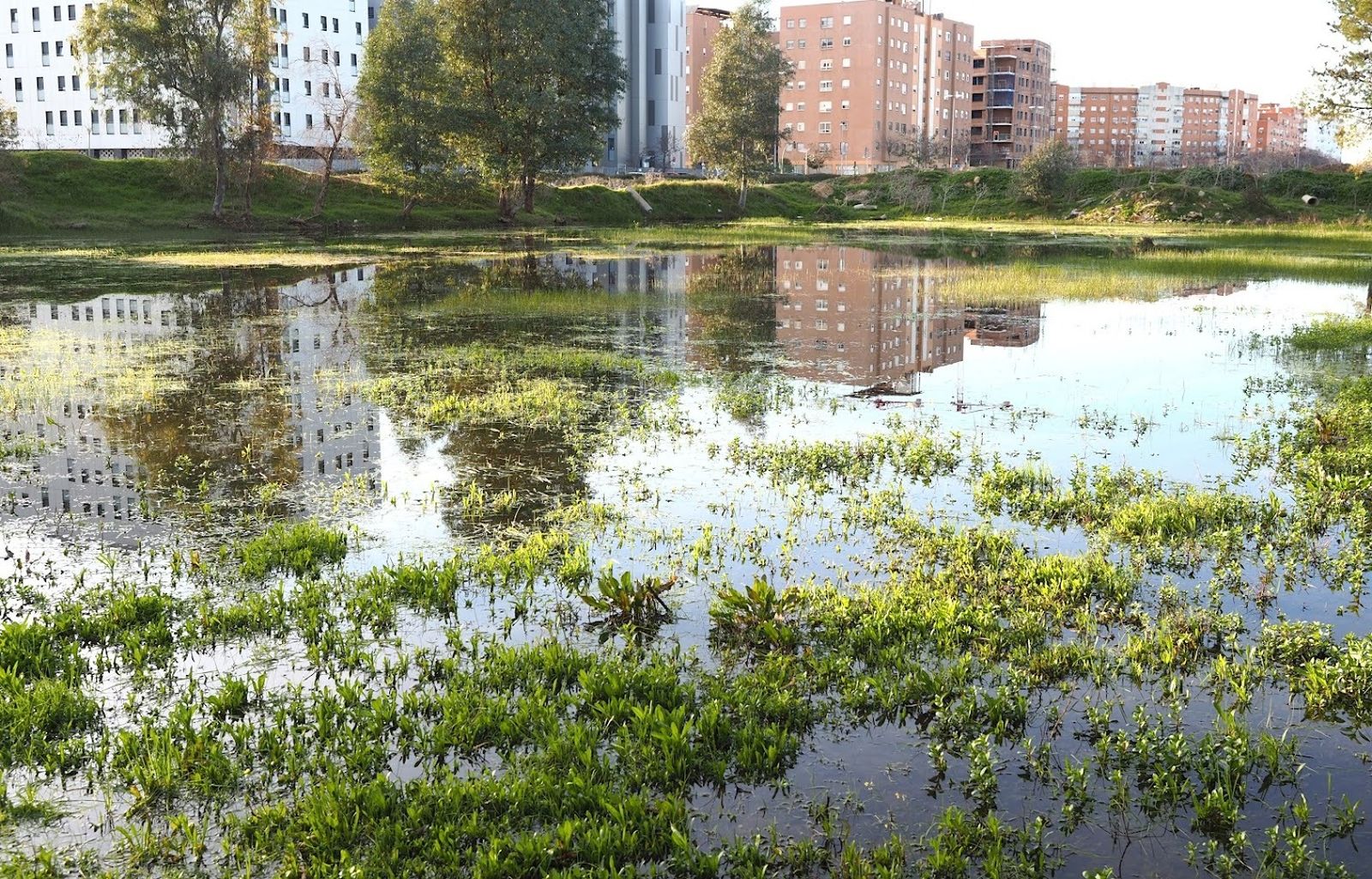 El Pleno de Sevilla apoya por unanimidad proteger los humedales de la zona Este