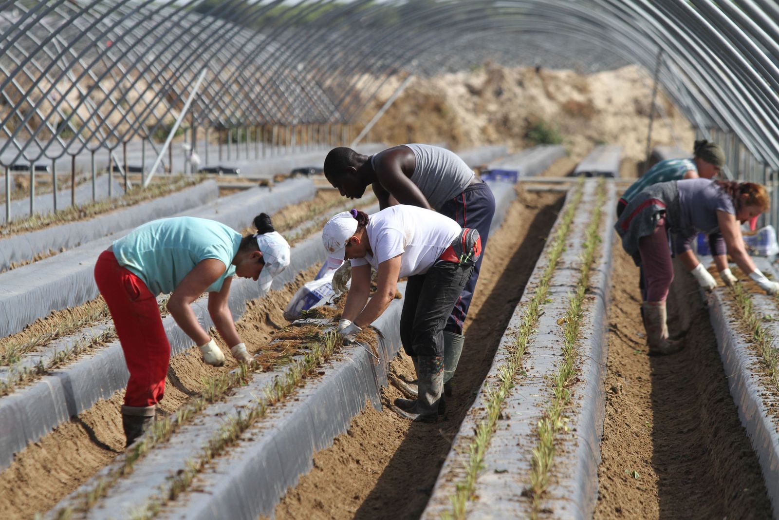 Imagen de archivo de la plantación de fresas en Palos de la Frontera.