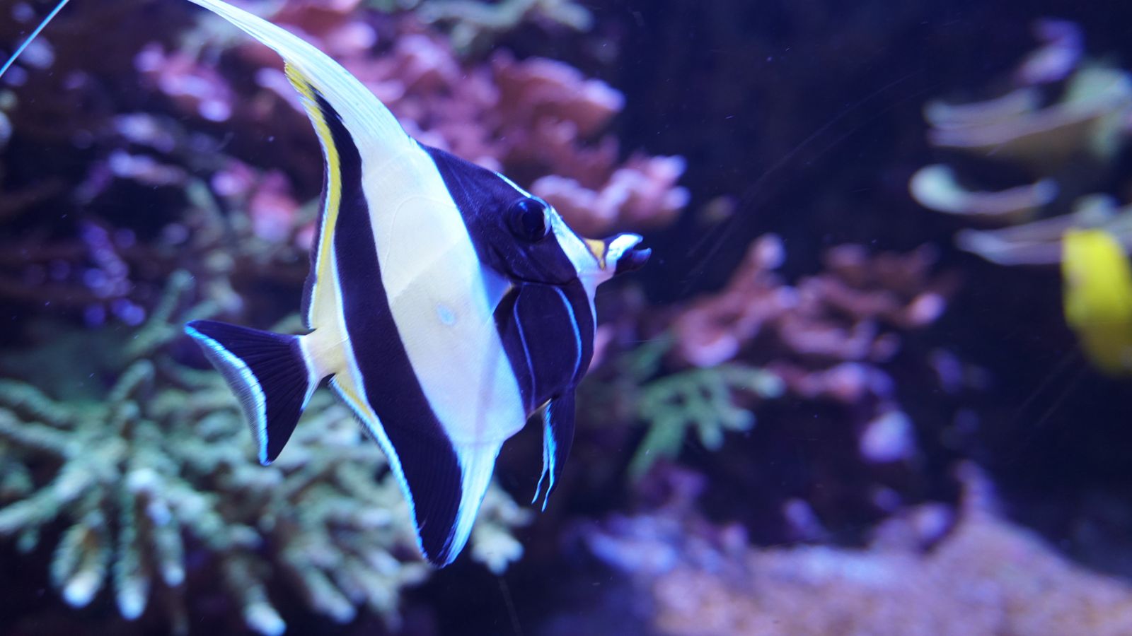 Pez tropical ídolo moruno en el Acuario de Sevilla.