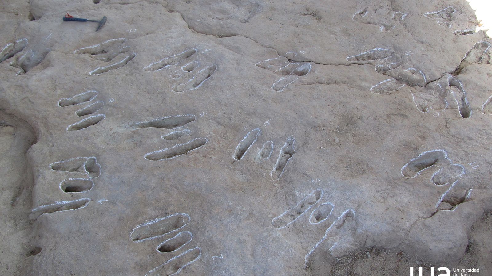 Huellas analizadas en Santisteban del Puerto.