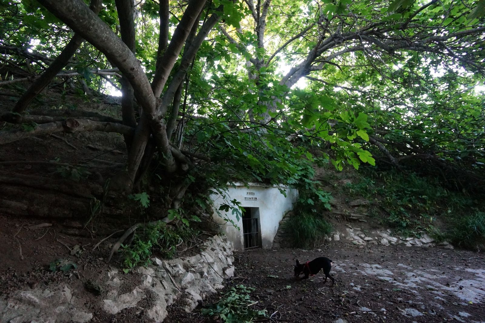 La poza Tintín, cubierta por las higueras este mayo.